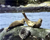 Seals basking on the rocks in Loch Teacuis at Rahoy Estate in Morvern West Coast fo Scotland