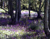 Woodland on Rahoy Estate in Morvern on West Coast fo Scotland