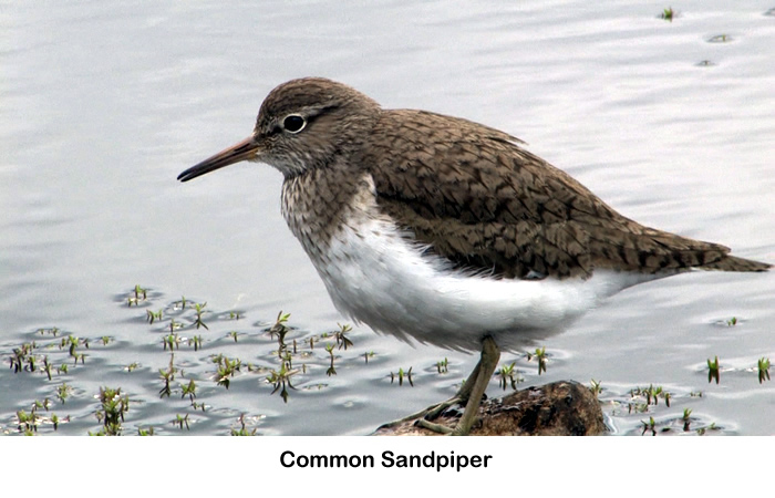Common Sandpiper on Rahoy Estate in West Highlands of Scotland