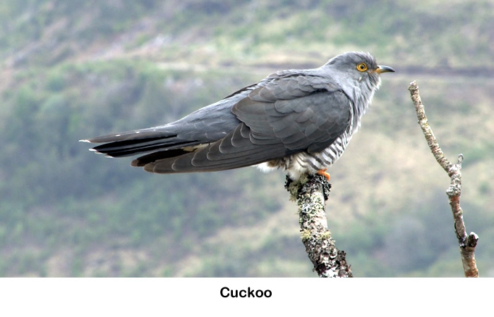 Cuckoo on Rahoy Estate in West Highlands of Scotland