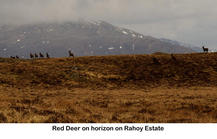 Red Deer on the horizon