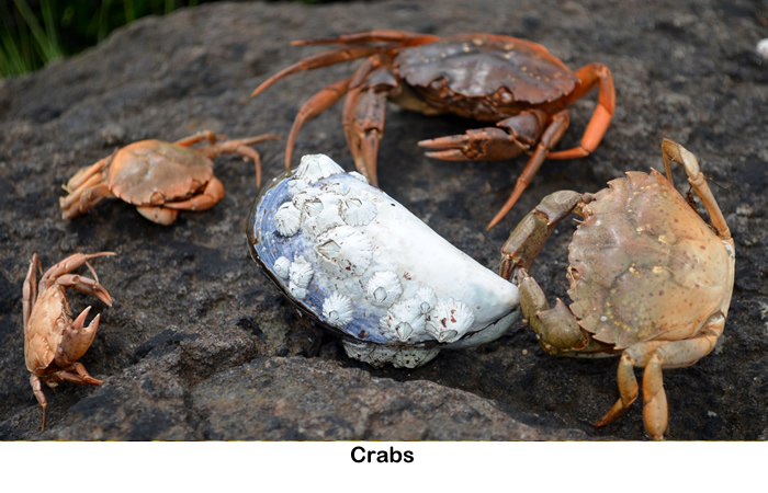Crabs - West Highlands of Scotland