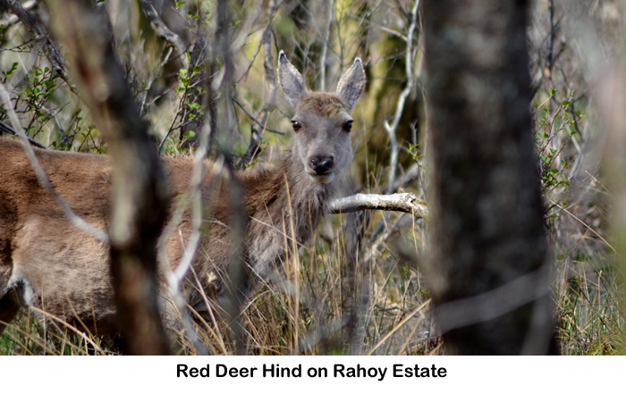 Red Deer Hind on Rahoy Estate