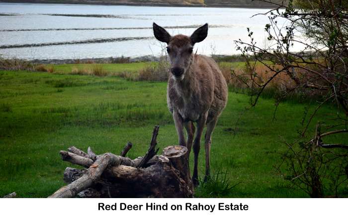Red Deer Hind on Rahoy Estate