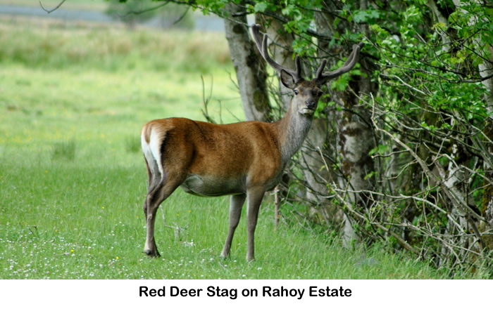 Red Deer Stag on Rahoy Estate