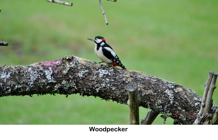 Woodpecker on Rahoy Estate in West Highlands of Scotland