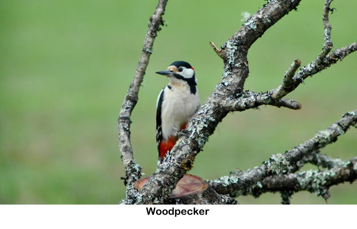 Woodpecker on Rahoy Estate in West Highlands of Scotland