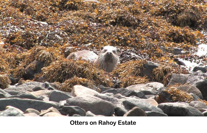 Otter on Rahoy Estate
