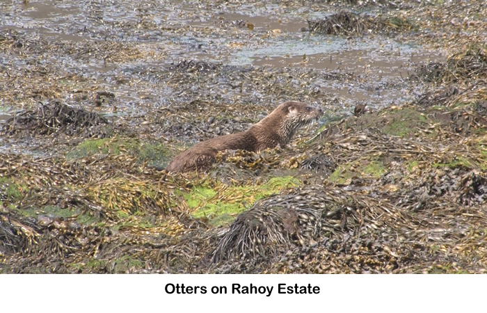 Otter on Rahoy Estate in West Highlands of Scotland