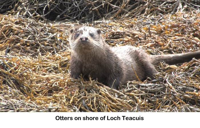 Otter on Rahoy Estate in West Highlands of Scotland