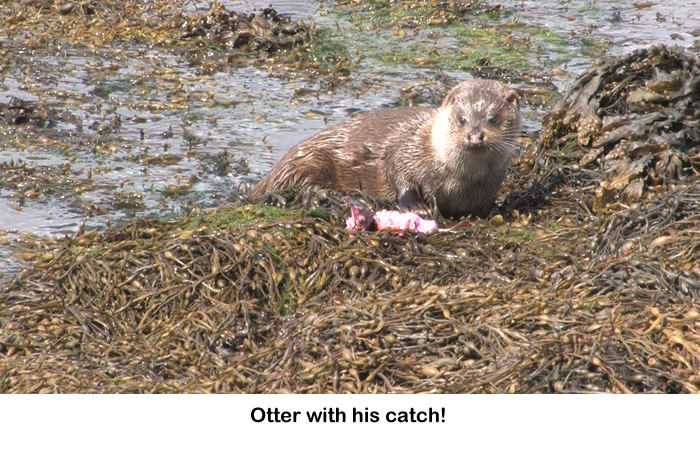 Otter seen on Rahoy Estate in West Highlands of Scotland