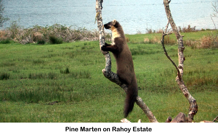 Pine Marten seen on Rahoy Estate in West Highlands of Scotland