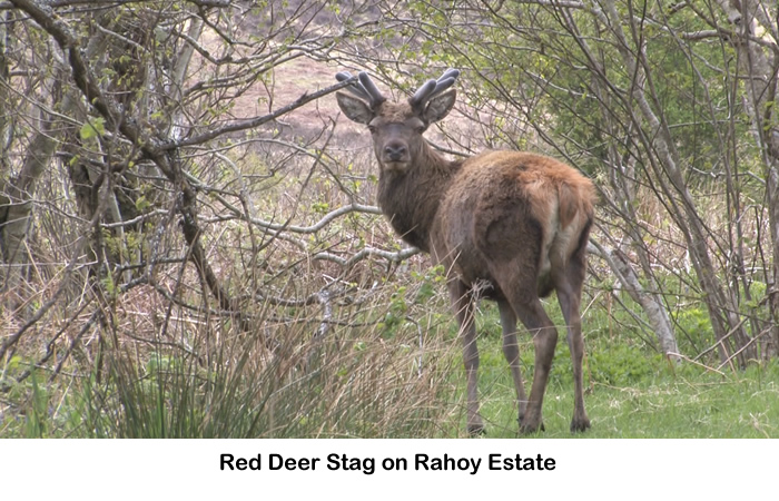 Red Deer on Rahoy Estate
