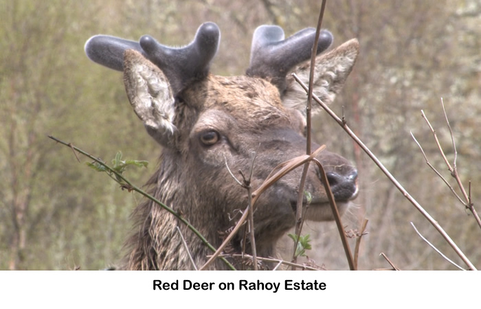 Red Deer on Rahoy Estate in West Highlands of Scotland