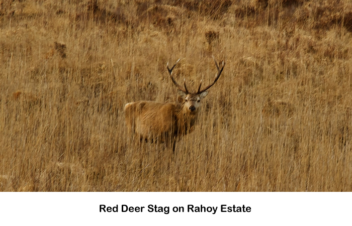 Red Deer - Stag